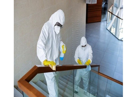 Everything You Should Know About Mould Remediation in Sydney