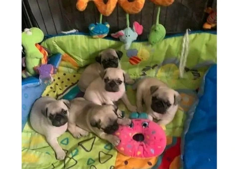 Purebred Pug Puppies available - 1/4