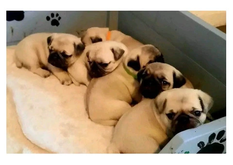 Purebred Pug Puppies available - 2/4
