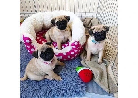 Purebred Pug Puppies available - 3/4