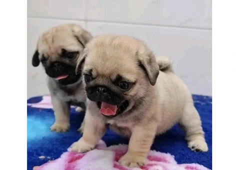 Purebred Pug Puppies available - 4/4