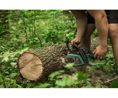 reliable tree removal services in Meadow Heights