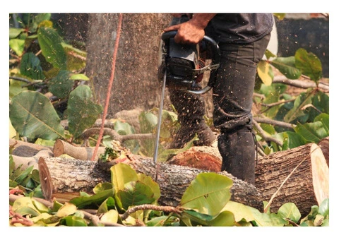 reliable tree removal services in Meadow Heights - 2/5