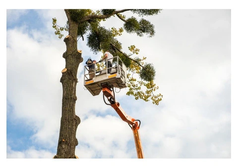 reliable tree removal services in Meadow Heights - 5/5