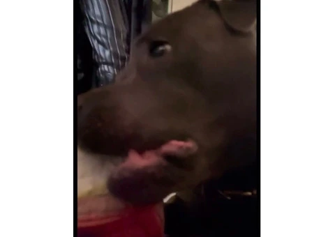 Staffordshire Bull Terrier