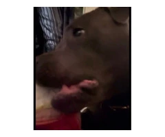 Staffordshire Bull Terrier