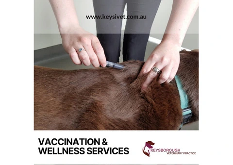 Cat Vaccination and  Wellness Services, Melbourne