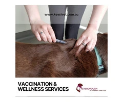 Cat Vaccination and  Wellness Services, Melbourne