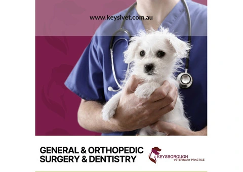 Dog Dental Care, Keysborough Veterinary Dentist