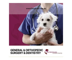 Dog Dental Care, Keysborough Veterinary Dentist