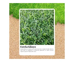 Transform Your Backyard with Kikuyu Turf This Weekend