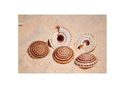 Buy Seashells in Australia to Add Coastal Beauty to Any Space 