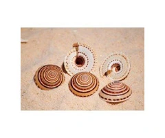 Buy Seashells in Australia to Add Coastal Beauty to Any Space 