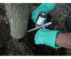 Boost Your Trees Health with Soil Injection – Tree Essence Gold Coast