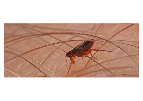 Long-Term Protection With Professional Flea Removal Solutions