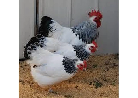 Many breeds hatching eggs for sale - 1/3