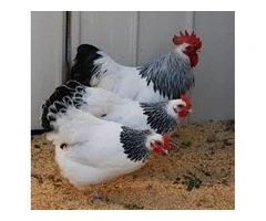 Many breeds hatching eggs for sale