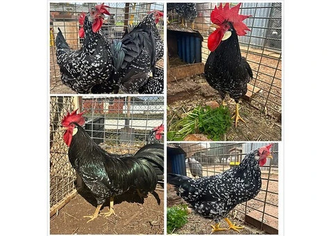 Many breeds hatching eggs for sale - 2/3
