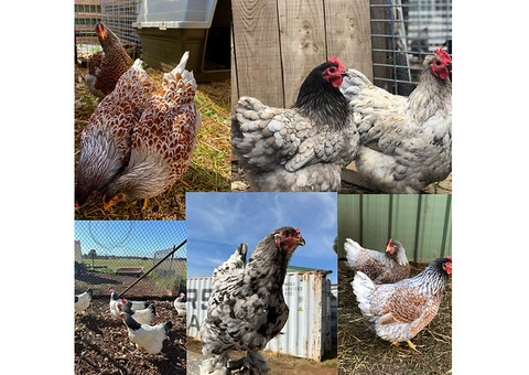 Many breeds hatching eggs for sale - 3/3