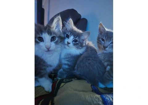 Kittens - 2/3