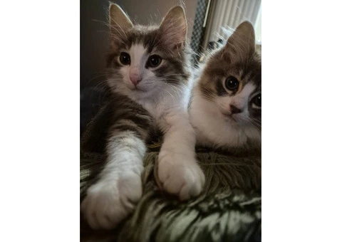 Kittens - 3/3
