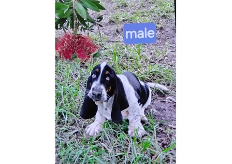 Purebred Basset Hounds - 1/4