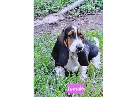 Purebred Basset Hounds - 2/4