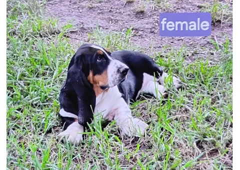 Purebred Basset Hounds - 3/4