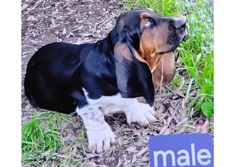 Purebred Basset Hounds - 4/4