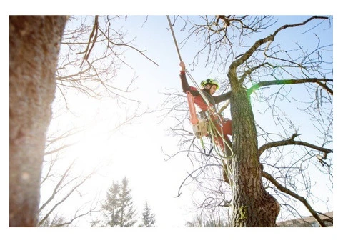 Tree Removal North Shore