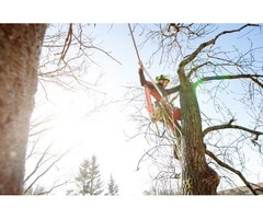 Tree Removal North Shore
