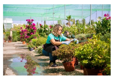 Keep Your Backyard Evergreen With General Gardening Services