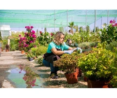 Keep Your Backyard Evergreen With General Gardening Services