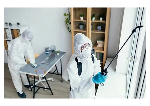 The Hidden Damage Silverfish Can Cause in Your Home - 1/3