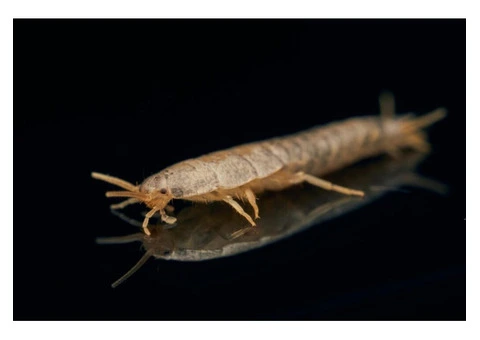 The Hidden Damage Silverfish Can Cause in Your Home - 2/3