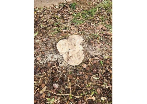 Local Tree Removal Adelaide S.A.