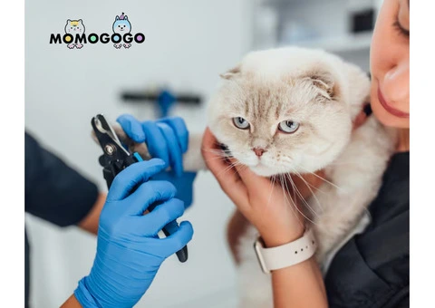Most Reliable Cat Groomers in Benowa