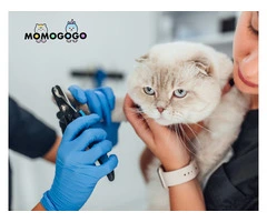 Most Reliable Cat Groomers in Benowa
