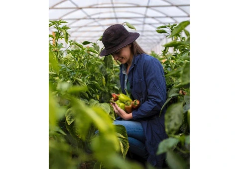 Boost Your Garden Naturally with Slow Release Organic Fertiliser from Soil Dynamics