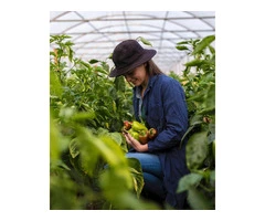 Boost Your Garden Naturally with Slow Release Organic Fertiliser from Soil Dynamics