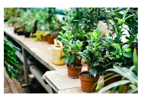 LnJ Garden Tropical Plants Nursery in Fremantle, WA - 1/3