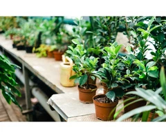 LnJ Garden Tropical Plants Nursery in Fremantle, WA