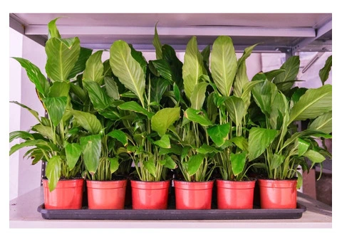 LnJ Garden Tropical Plants Nursery in Fremantle, WA - 2/3