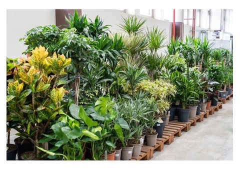 LnJ Garden Tropical Plants Nursery in Fremantle, WA - 3/3