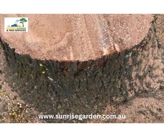 Local Tree Removal Adelaide S.A.
