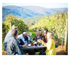 Explore Melbourne’s Wine Scene with Nighcruiser