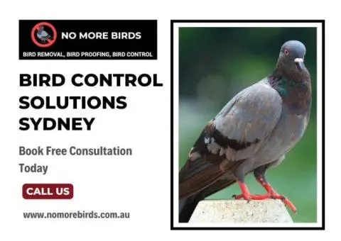 Bird Control Solutions Sydney