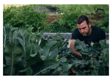 Boost Plant Health Naturally with Organic Seaweed Fertiliser – Soil Dynamics