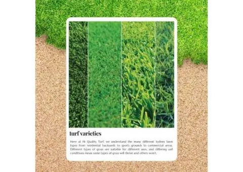 Soft Underfoot, Tough in the Heat: Top Turf Picks Revealed