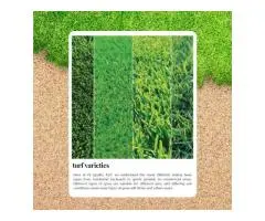 Soft Underfoot, Tough in the Heat: Top Turf Picks Revealed